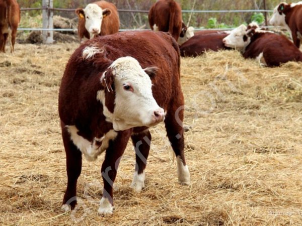 Племенных телок казахской белоголовый ..