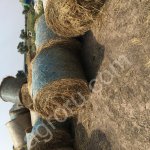 Сено суданка