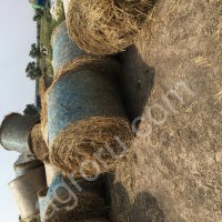 Сено суданка