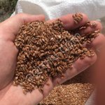 Семена льна масличного