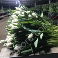 Тюльпаны оптом (45-70 см) и мимоза!
