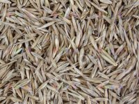 Овсяница тростниковая (Festuca arundinacea)