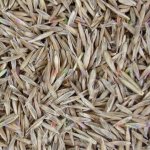 Овсяница тростниковая (Festuca arundinacea)