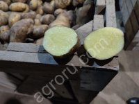 КАРТОФЕЛЬ ОПТОМ ОТ КФХ