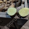 КАРТОФЕЛЬ ОПТОМ ОТ КФХ
