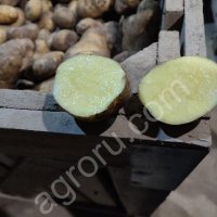 КАРТОФЕЛЬ ОПТОМ ОТ КФХ