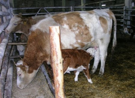 Тверским животноводам заплатят за коров