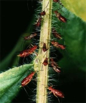 Новые исследования персиковой тли