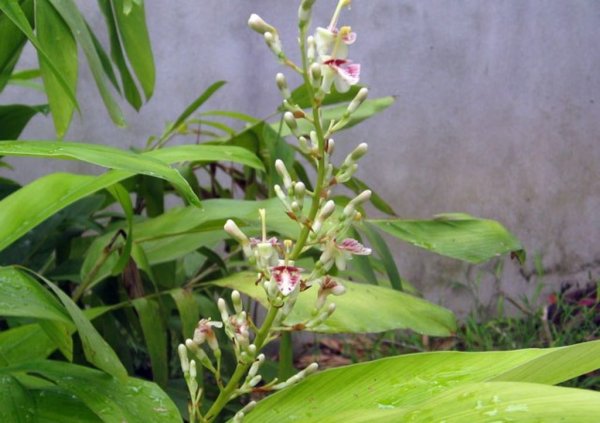 Виды корня  галангал (галанга, калган)