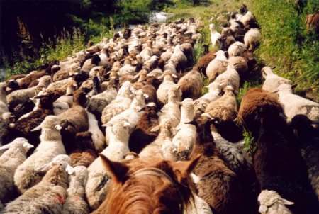 Нижегородская область: объемы мясной продукции