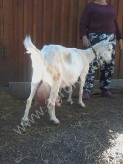 Зааненские козлята