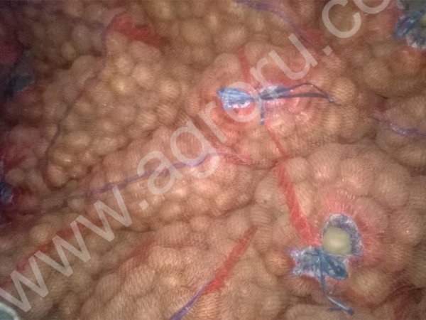 семенной картофель Импала.