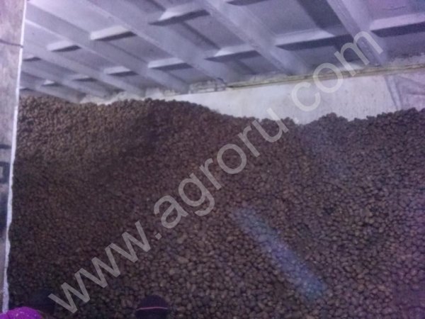 Картофель сорт Розара