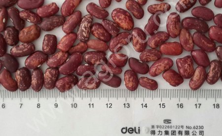 Оптом Фасол