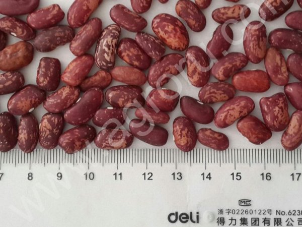 Оптом Фасол