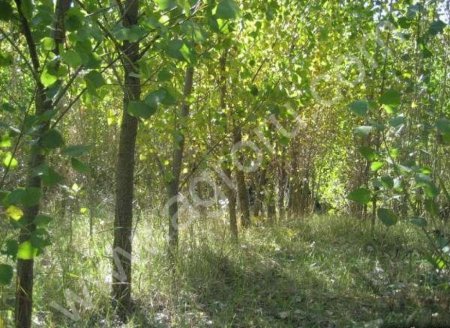 Энергетические растения