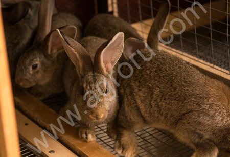 Кролики породы фландр