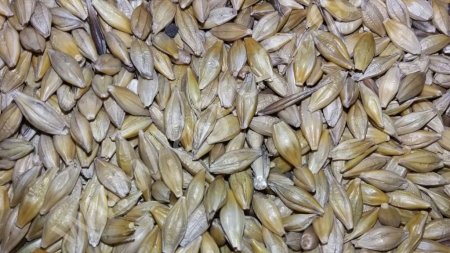 Фуражный ячмень