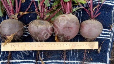 Свекла столовая