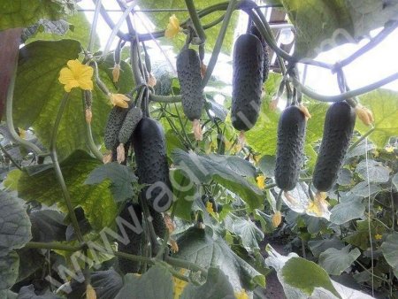 Огурцы оптом от производителя