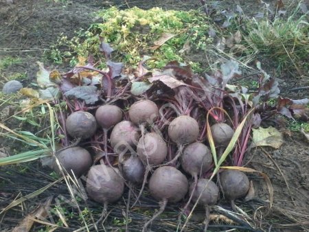 Свекла столовая