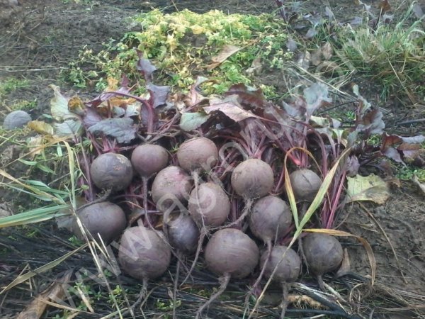 Свекла столовая