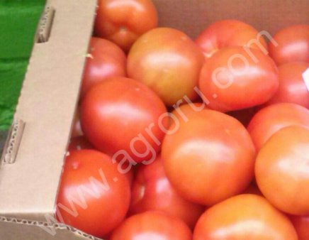 Томаты свежие оптом от производителя. Помидоры свежие