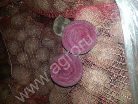 Свекла оптом