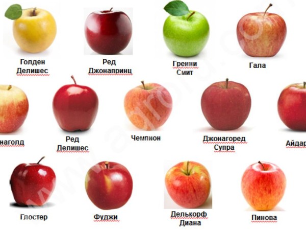 Алматинские натуральные яблоки