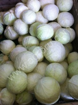 Капуста Анкома