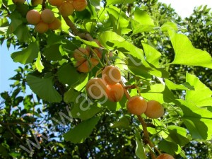 Гинкго двулопастный — Ginkgo biloba L.