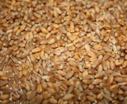 Пшеница – 2,3,4,5 классы
