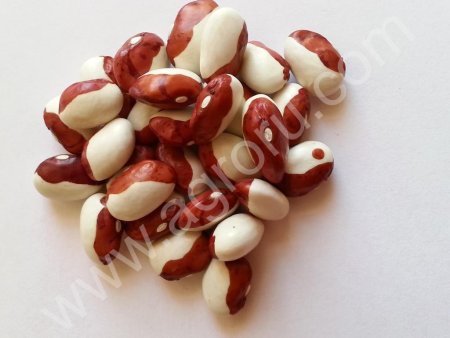 Фасоль Юбка от производителя