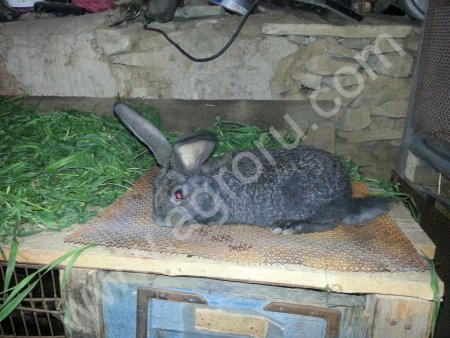 Молодняк кроликов
