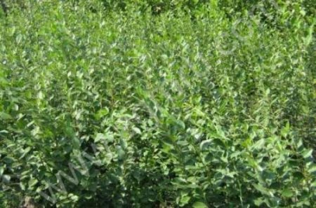 Кизильник блестящий