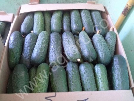 Огурцы с теплицы