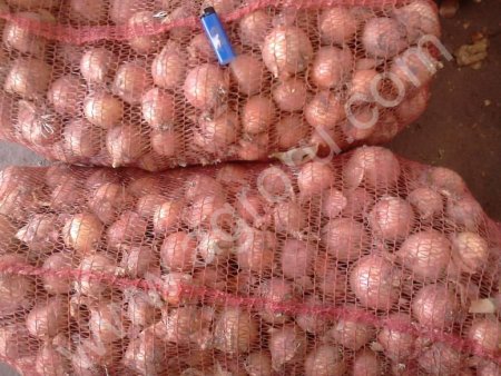 Лук репчатый