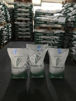 СЕМЕНА КУКУРУЗЫ