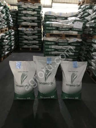 СЕМЕНА КУКУРУЗЫ