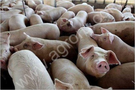 свинина живым весом