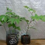 Саженцы маньчжурского ореха