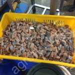 Слайсер нарезки на пресервы GB-115