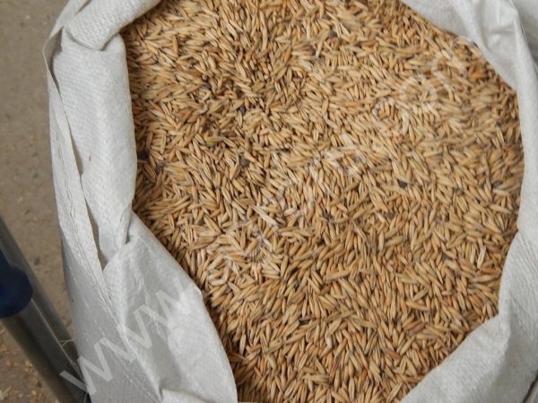 Овес товар в мешках, гост Р , сорт лев