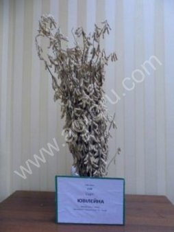 Семена Сои Сорт