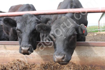 Крупный рогатый скот