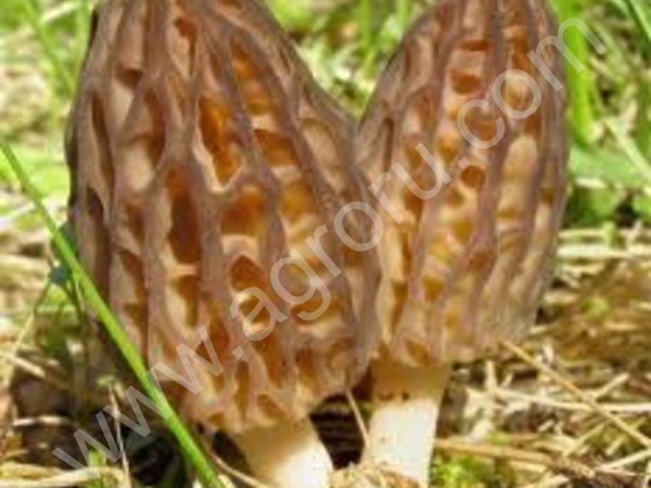 Гриб сморчок