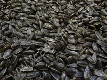 Калиброванная семечка подсолнечника