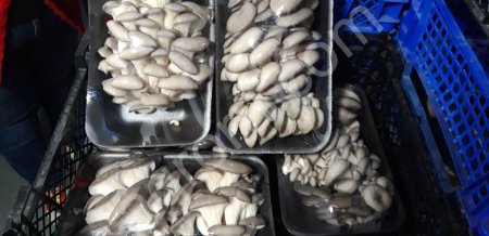 Вешенка от производителя