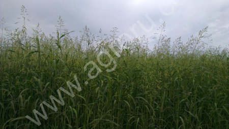 Суданская Трава