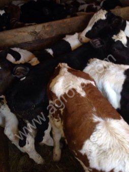 телят (бычки) мясных пород